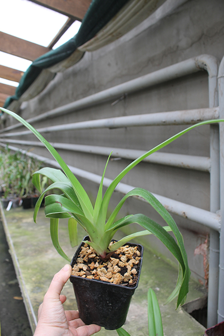 Phragmipedium Inca Fire (Andean Fire x besseae).jpg