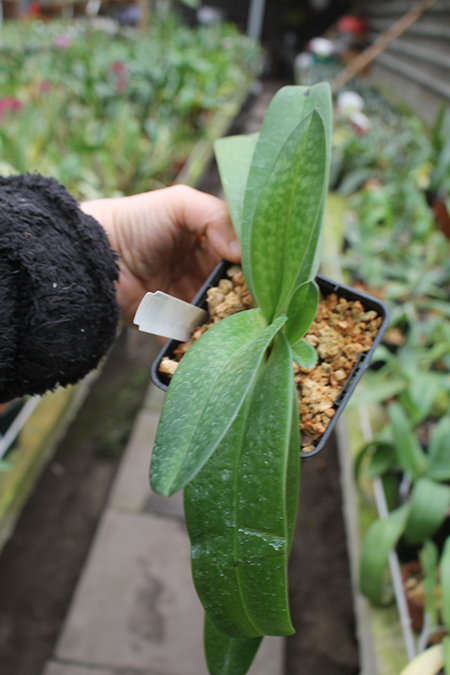 Paphiopedilum rothschildianum x niveum.jpg