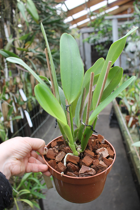 Cattleya labiata rubra integra-orlata-pincelada x Laelia pumila 'Ruby Queen'.jpg