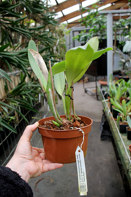Cattleya labiata amesiana lineata 'AWZ' (Z-8) x Cattleya labiata amesiana lineata 'Pedra Azul'.jpg