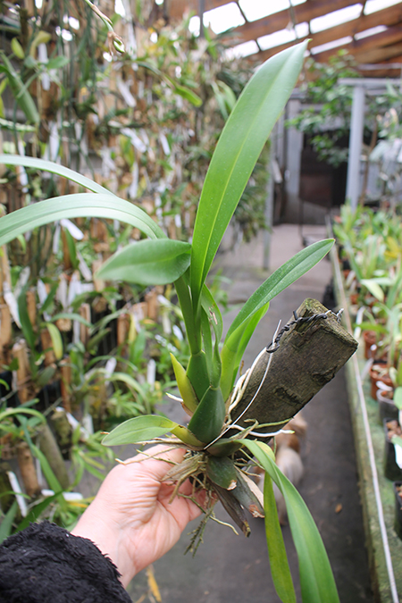 Mclellanara Pagan Love Song 'Cupid's Beau'.jpg