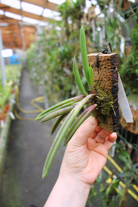 Pleurothallis teres.jpg