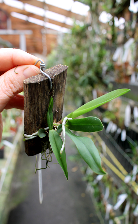 Sophronitis coccinea flava.jpg