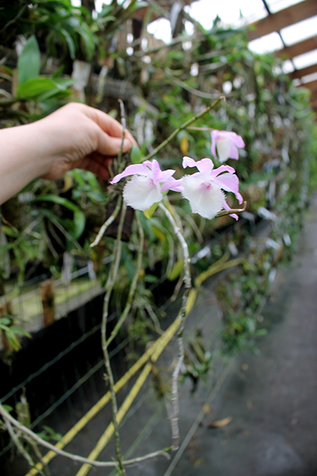 Dendrobium pierardii.jpg