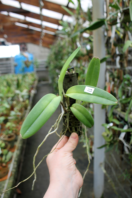 Brassolaeliocattleya Keowee 'VI Galaxy'.jpg