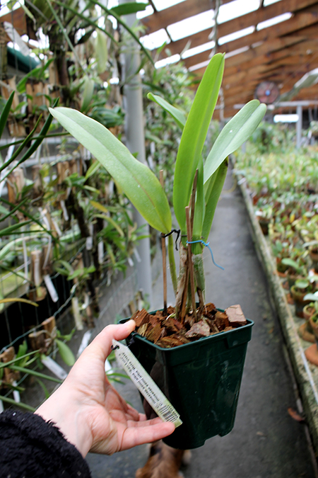 Cattleya mossiae semi alba 'Sao Luiz' x Cattleya mossiae semi alba 'Bela Vista'.jpg