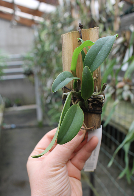 (Sophrocattleya Beaufort x Laeliocattleya Orglade’s Glow) 'Kewpie'.jpg