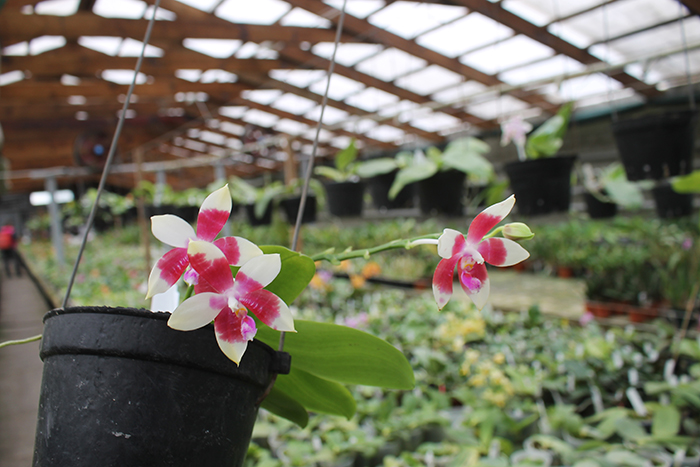 Phalaenopsis speciosa x Mituo Prince 'Bb'.jpg