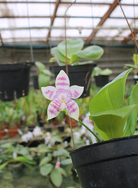 Phalaenopsis speciosa x Mituo Prince 'Bb'.jpg