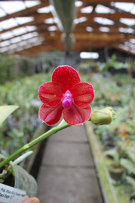 Phalaenopsis Mituo King 'Spider Web' x Black Eagle 'DT'.jpg