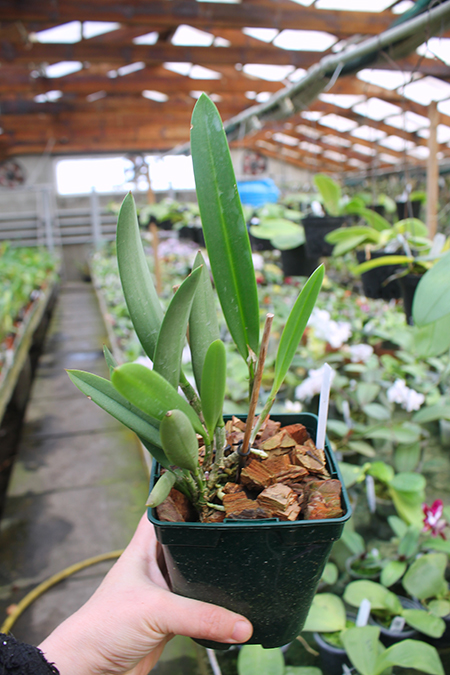 Brassocattleya Tsiku Archangel.jpg