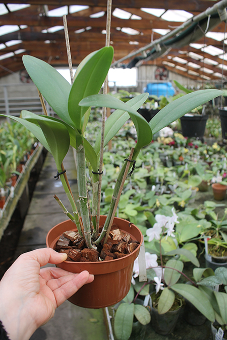 Brassavola digbyana x Rhyncholaeliocattleya Green Devil.jpg