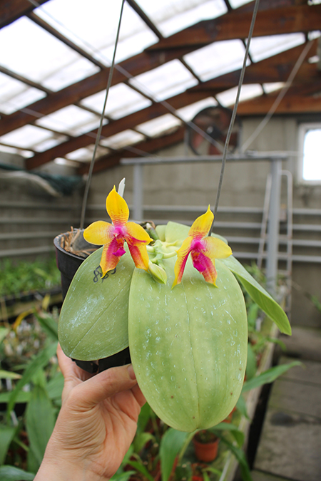 Phalaenopsis LD's Bear King 'YK-14' x Miro Super Star.jpg