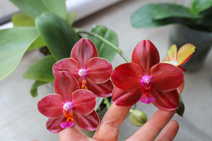 Phalaenopsis Mituo.jpg