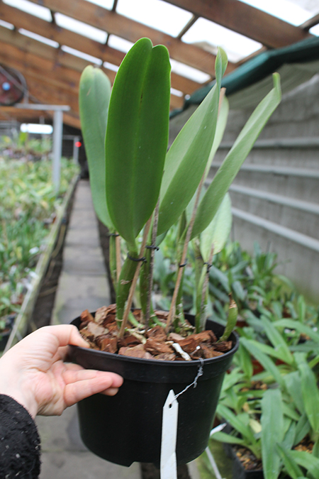 Cattleya White Diamond.jpg