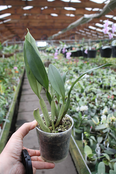 Trichopilia Senne Star.jpg