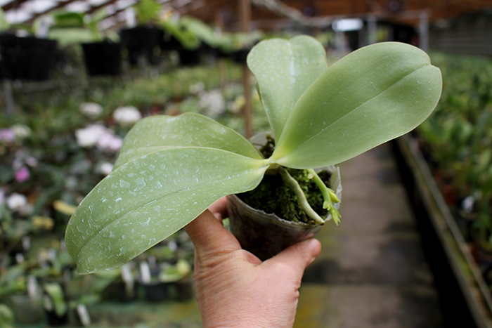 Phalaenopsis Princess Kaiulani 'Chin Yo'.jpg