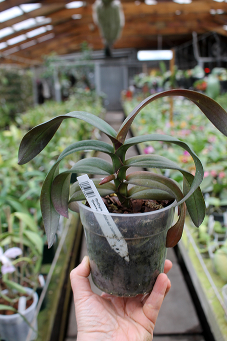 Renanthopsis Mildred Jameson 'Bonsall'.jpg