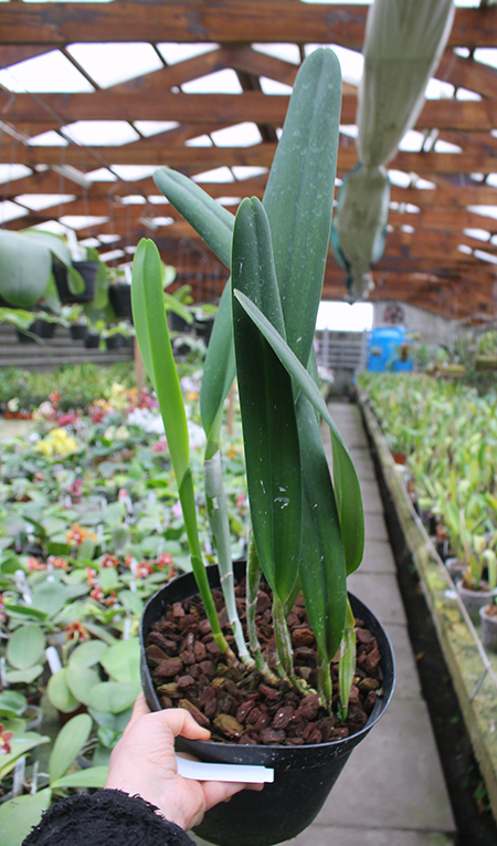 Laelia purpurata werkhauseri.jpg