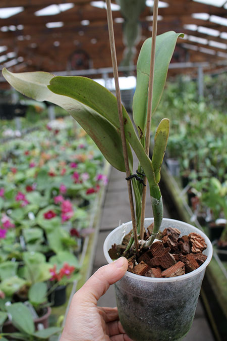 Cattleya jenmanii coerulea 'Pedra Azul' x SELF.jpg