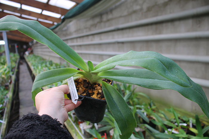 Paphiopedilum In-Charm Lady.jpg