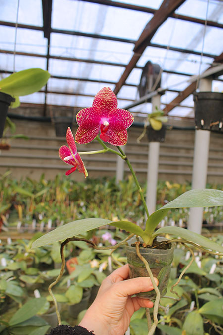 Phalaenopsis Mituo Sun 'Mituo #1' x Ld's Bear King 'YK-10'.jpg