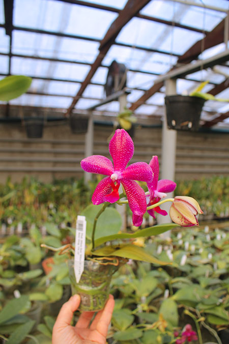 Phalaenopsis Mituo Sun 'Mituo #1' x Ld's Bear King 'YK-10'.jpg