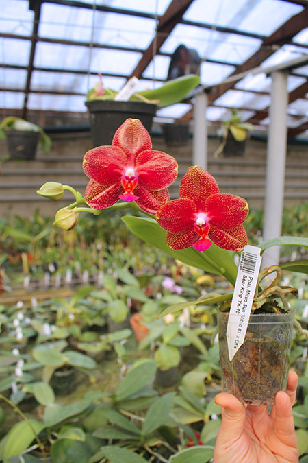 Phalaenopsis Mituo Sun 'Mituo #1' x Ld's Bear King 'YK-10'.jpg