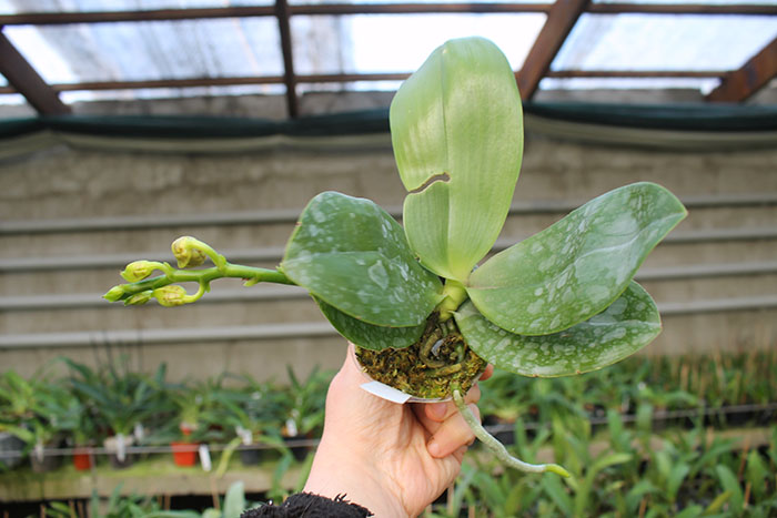 Phalaenopsis KS Super Zebra.jpg