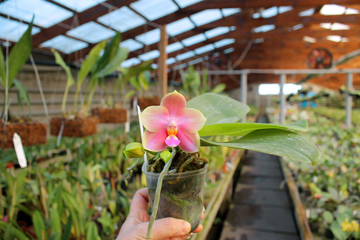 Phalaenopsis CTL Christopher 'Mituo #1'.jpg