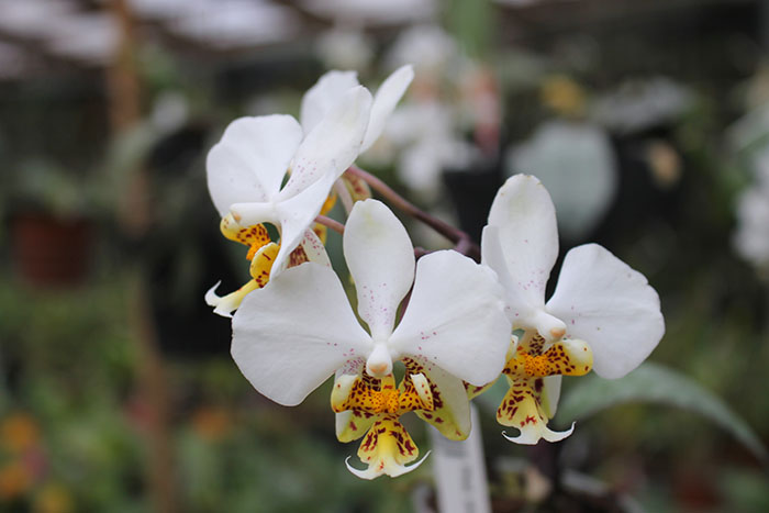 Phalaenopsis stuartiana punctatissima.jpg
