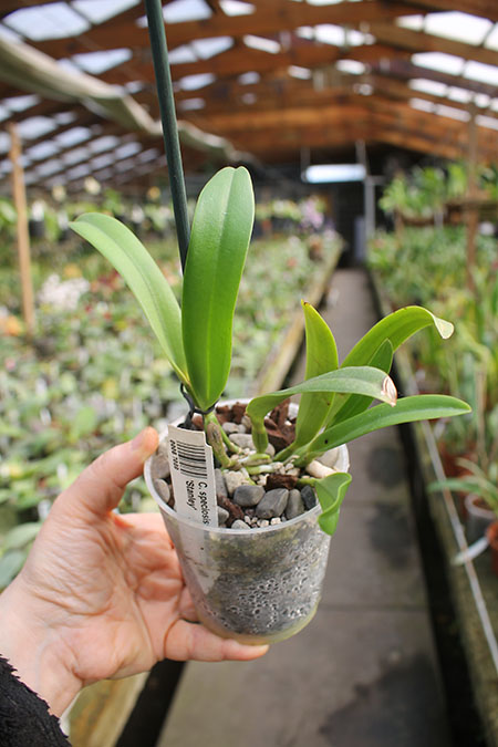 Cattleya speciosissima semi alba 'Stanley'.jpg