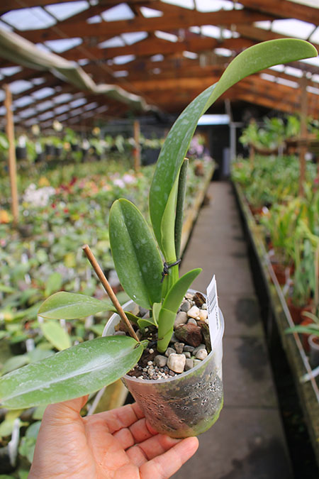 Cattleya dowiana.jpg