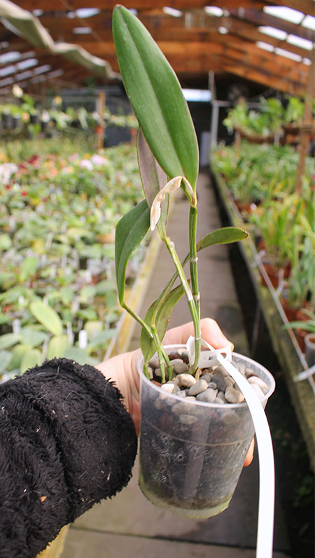 Cattleya kerrii 'Bahia'.jpg