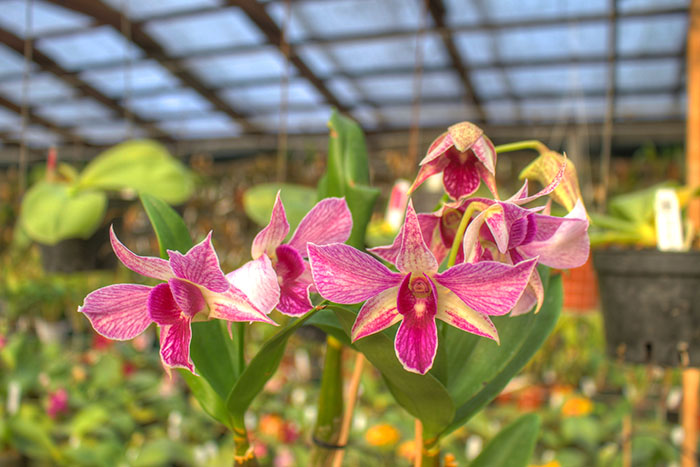 Dendrobium Fire Wings (Big Alex x Silver Wings) (4N).jpg