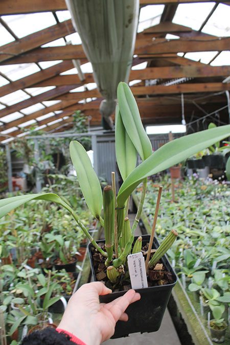 Cattleya warscewiczii coerulea 'Angarita' x self.jpg