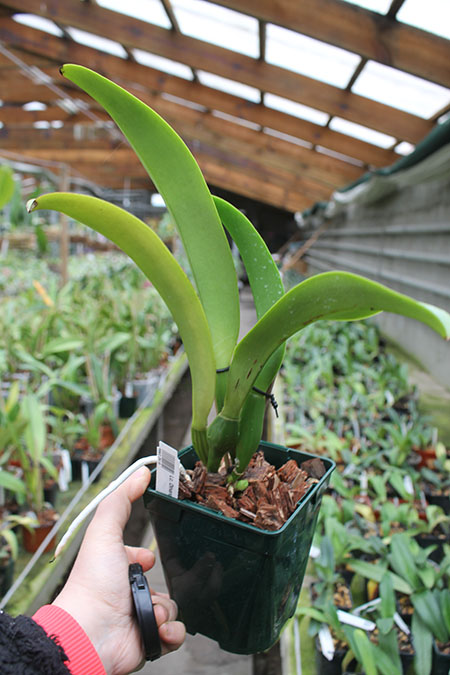 Laeliocattleya Dinard 'Blue Heaven'.jpg