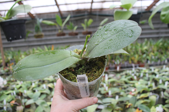 Phalaenopsis Mituo Diamond 'B-B'.jpg