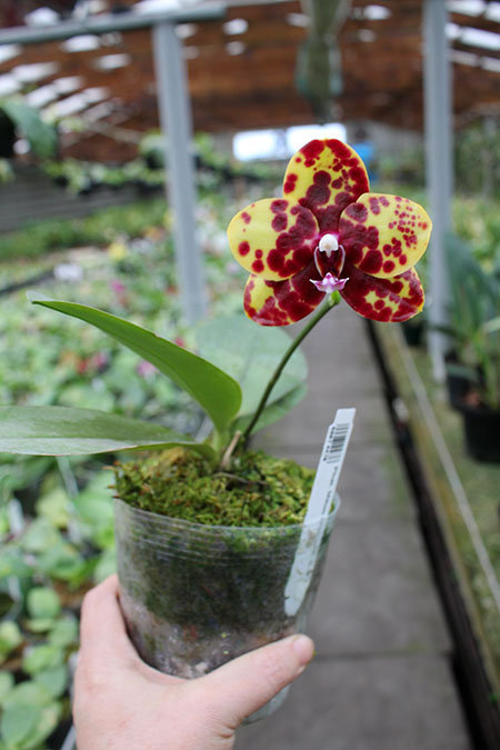Phalaenopsis Mituo Diamond 'B-B'.jpg