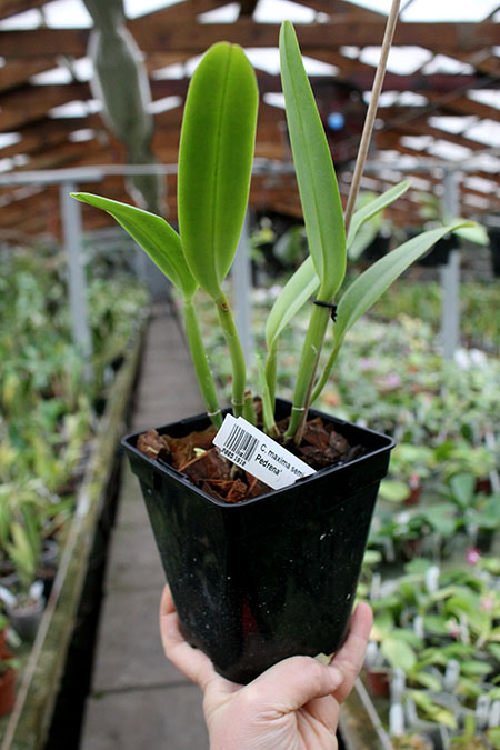 Cattleya maxima semi-alba 'La Pedrena'.jpg