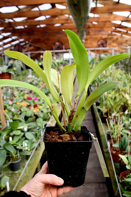 Cattleya gaskelliana 'Da Norma Dreher' x self.jpg