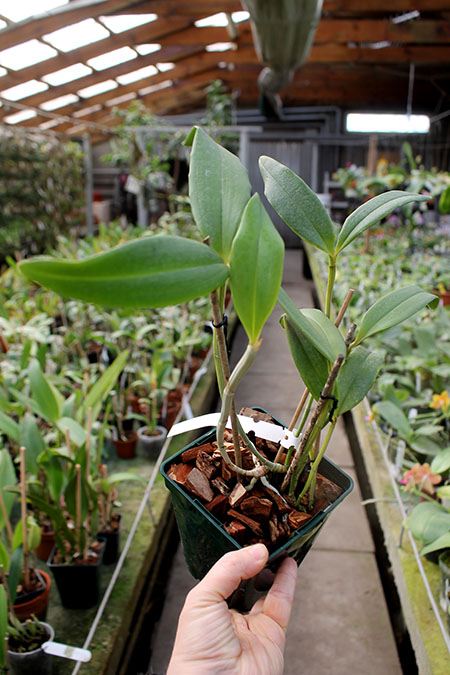 Cattleya schofieldiana escura 'Gloriosa' (ES) x schofieldiana 'GU' (ES).jpg