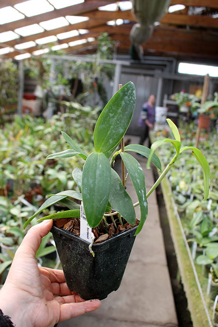Cattleya forbesii.jpg