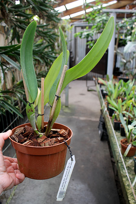 Cattleya labiata alba 'Jassira' (Z-86) x Cattleya labiata alba 'Pernambuco' (BH-200).jpg