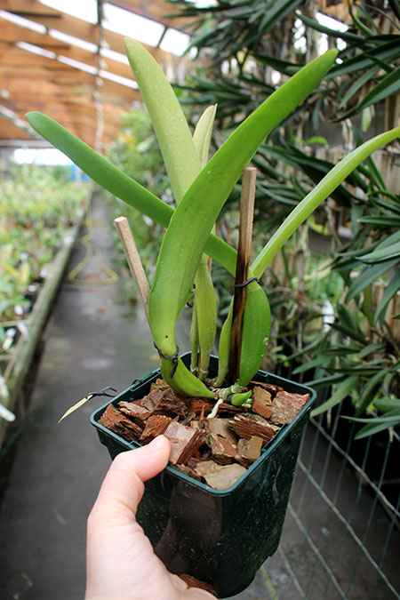 Cattleya labiata coerulescens 'Da Norma Dreher' x self.jpg