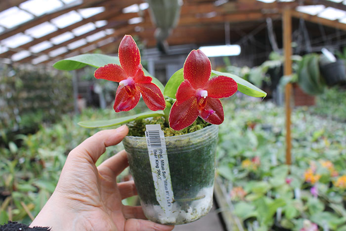 Phalaenopsis Mituo Sun 'Mituo #1' x Ld's Bear King 'RK-1'.jpg