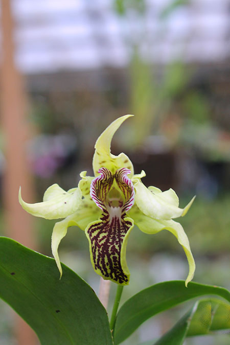 Dendrobium Bruce Gordon.jpg