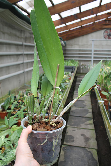Cattleya Earl 'Imperialis' x Brassolaeliocattleya Ranger Six 'Aok'.jpg