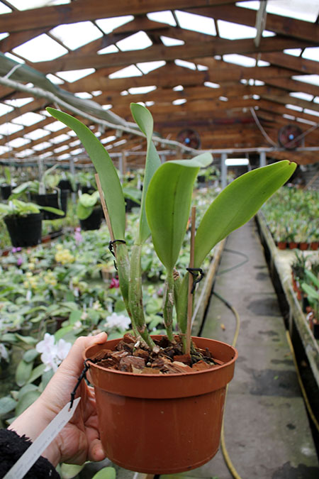 Brassolaeliocattleya Lucky Strike x Brassolaeliocattleya Golf Pink.jpg