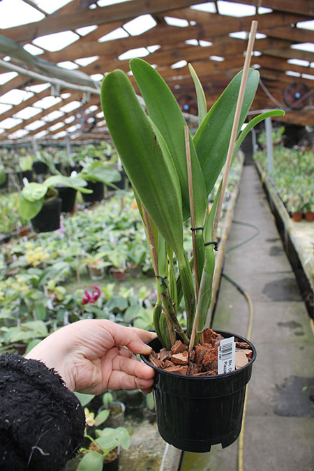 Brassolaeliocattleya Chrissy Compton 'Mary Piazza'.jpg